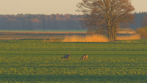 group of european roe deer walking and eating on a rapeseed field in the evening, golden hour, medium telephoto shot