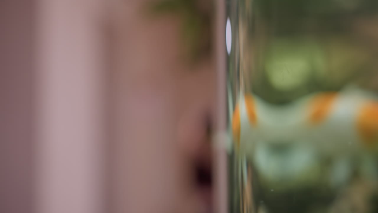 Close-up of koi fish swimming in clear aquarium water with green foliage background. Soft focus, peaceful aquatic scene. Ideal for nature, serenity, relaxation, and aquarium-themed projects