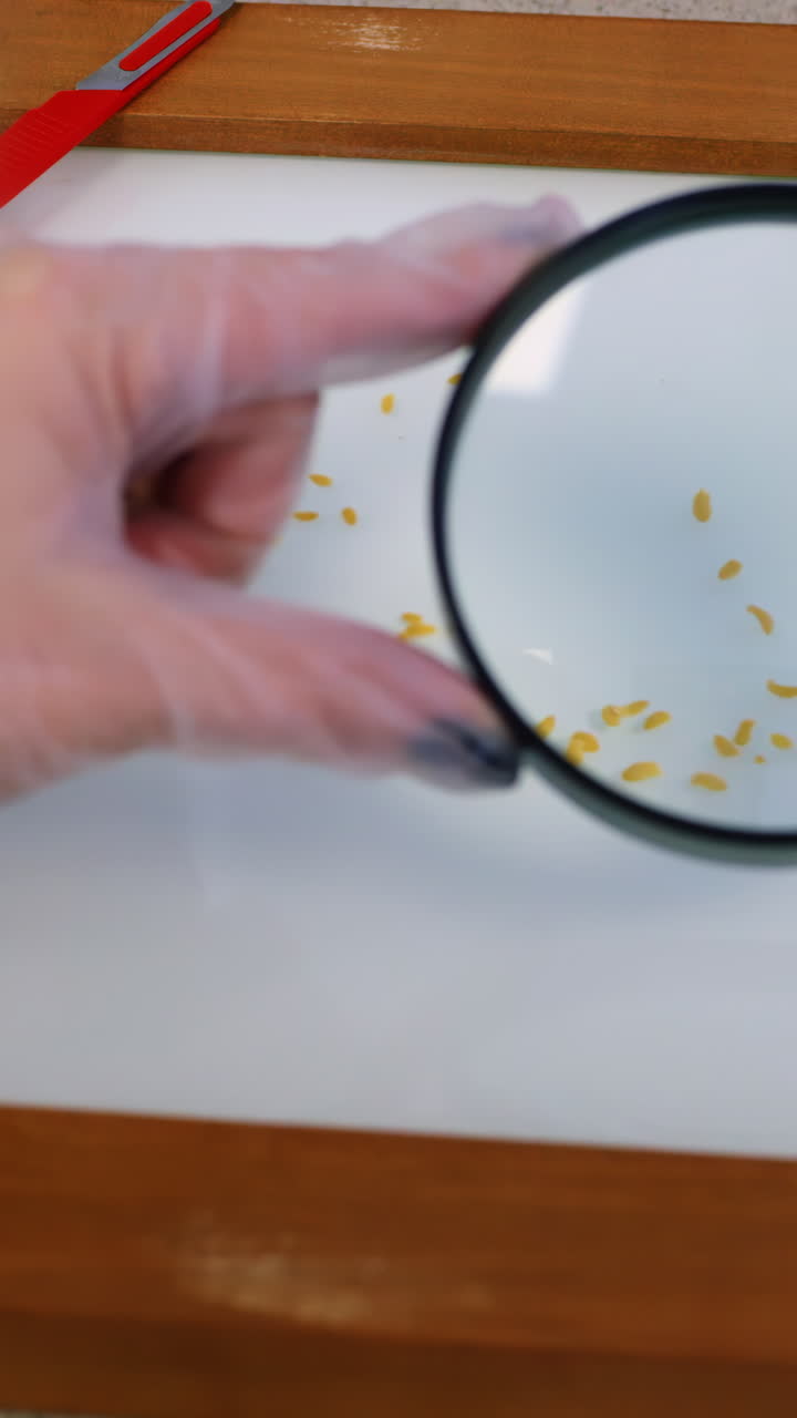 examinar las semillas bajo una lupa