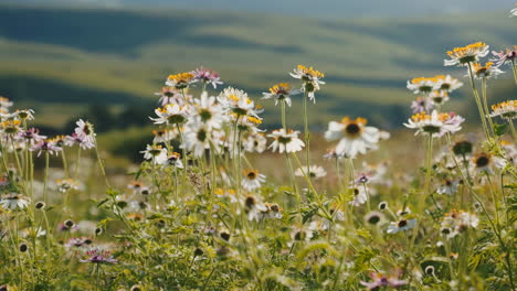 a field of daisies in a meadow landscape