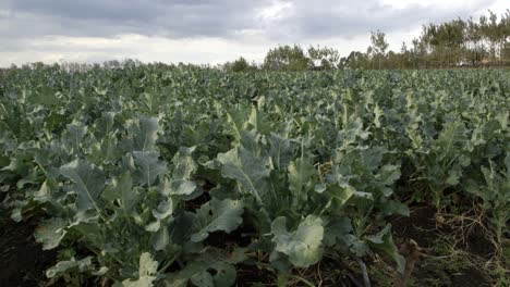 Brokkolifeld-Aus-Niedrigem-Winkel.-Bauernhof-In-Kenia