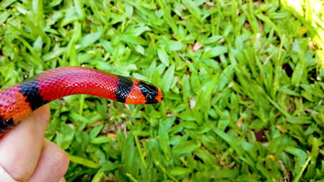 Lampropeltis-Triangulum,-Comúnmente-Conocida-Como-Serpiente-De-Leche-O-Serpiente-De-Leche,-Es-Una-Especie-De-Serpiente-Rey