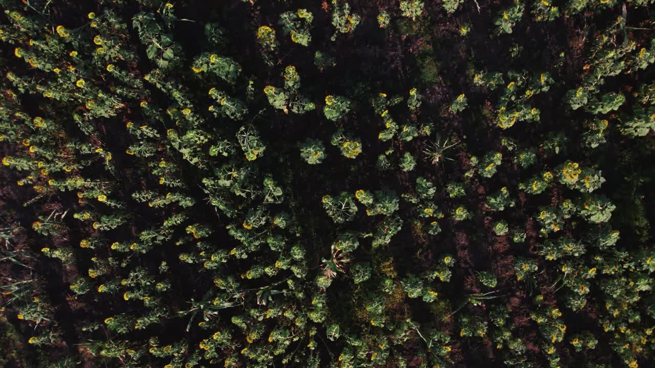 아프리카 의 농장 에서 푸른 잎 을 가진 해바라기 농장