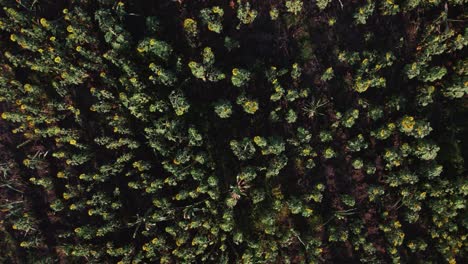 granja de girasol durante la puesta de sol con hojas verdes exuberantes en una granja en áfrica