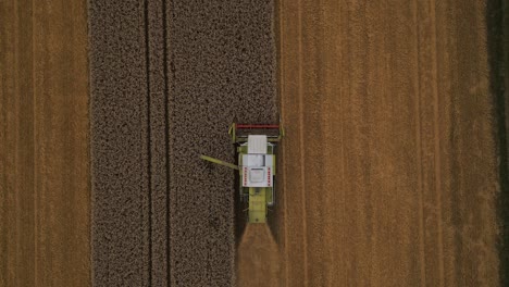 harvesting fields of wheat crops with combine harvester