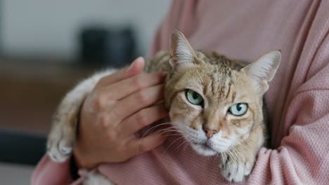 close-up view of a cat in woman arms