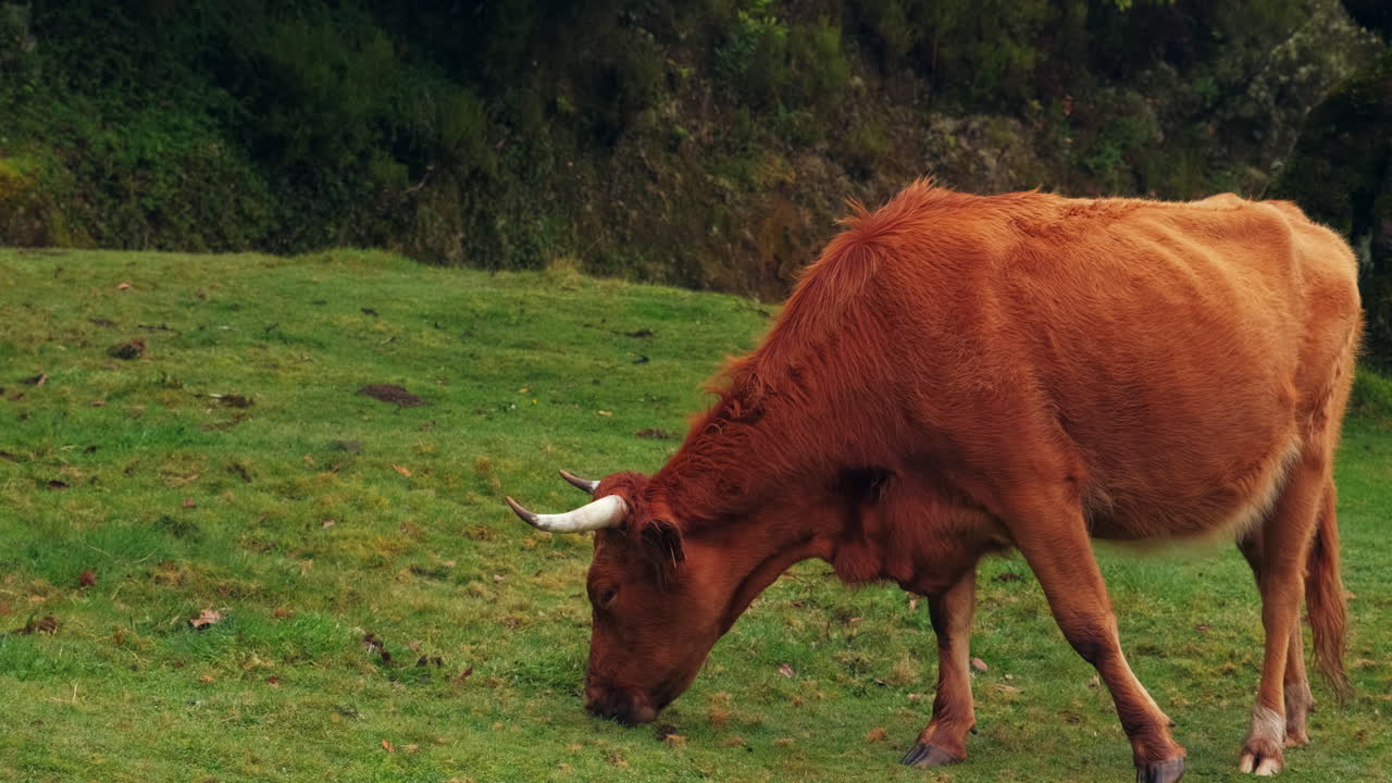 primer plano de vaca lechera con cuernos comiendo hierba fresca de pasto durante el día