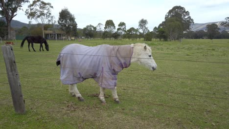 little cute white pony with purple horse blanket is eating grass in the park at the suburb of sydney