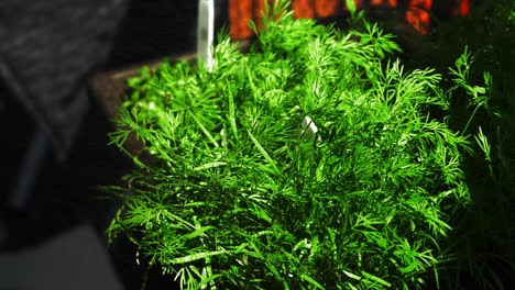 Watering-of-a-dill-herb