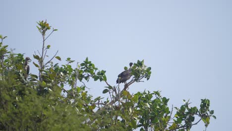 A-White-rumped-vulture-or-Gyps-bengalensis-bird-perching-or-resting-in-its-nest-on-a-tree-branch-in-Ghatigao-area-of-Madhya-Pradesh-India