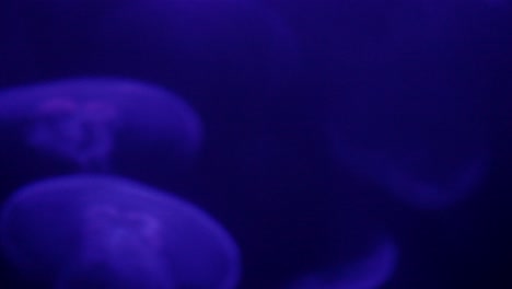 Close-up-of-fluorescent-Jellyfish-in-the-Henry-Doorly-Zoo-and-Aquarium-in-Omaha,-Nebraska