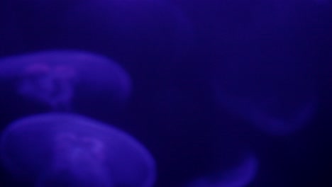 cerca de medusas fluorescentes en el zoológico y acuario henry doorly en omaha, nebraska
