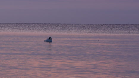 a solitary swan floats calmly on pastel-colored sea during soft twilight at dawn