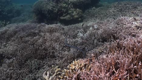 banded sea snake swimming over coral reef in the philippines