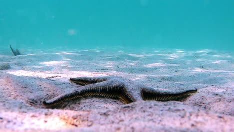 starfish is moving on the bottom of the sea