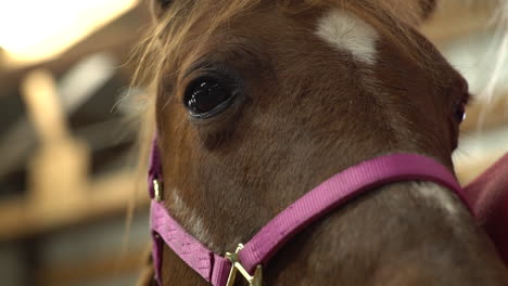 Close-up-of-a-brown-horse-shot-in-slow-motion-on-a-Sony-A7III