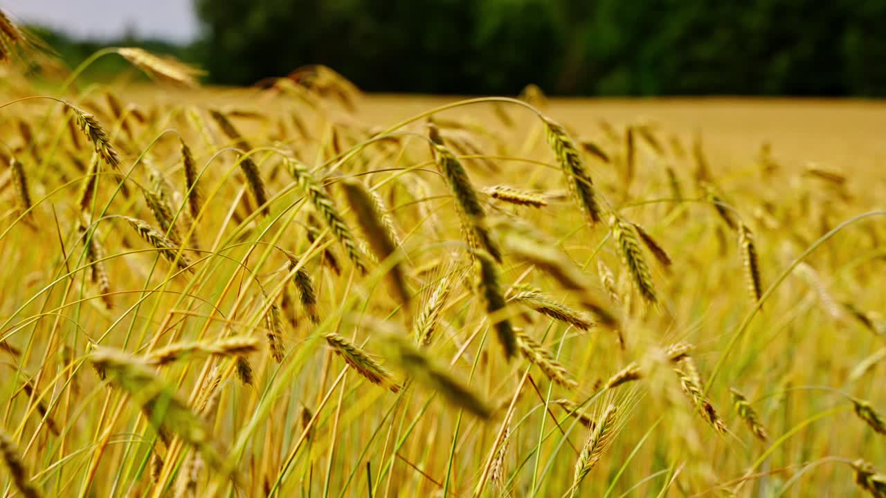 황금색 보리 나무가 뒷면에 있는 부드러운 빛 아래 울창한 에서 부드럽게 흔들리고 있습니다.