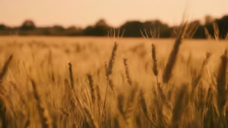 golden fields of grain: capturing the beauty of ripening wheat under a warm sunset sky, symbolizing nature’s abundance and agricultural heritage
