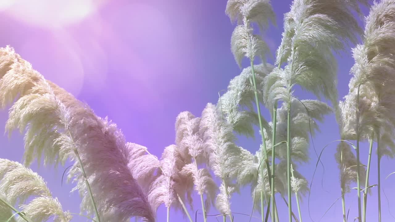 Pampasgræsaks, der blidt svajer mod en drømmende lilla himmel