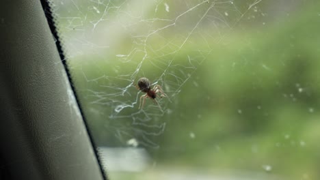 Araña-Atrapando-Un-Flebótomo-O-Un-Mosquito-En-Su-Red-Y-Llevándolo-A-Su-Madriguera-Durante-El-Día.