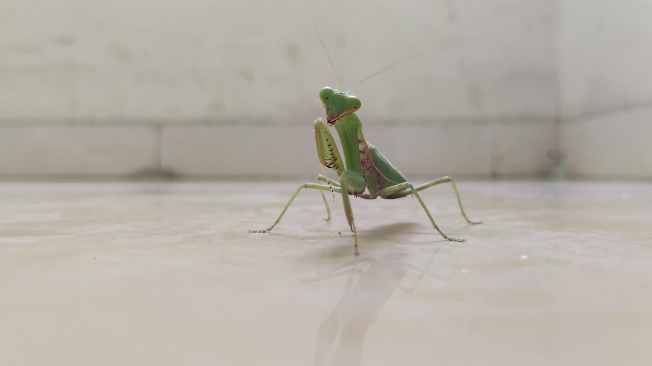 Mantide religiosa intenta a pulirsi le zampe.