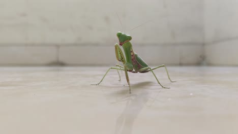 praying mantis busy cleaning it's own feet