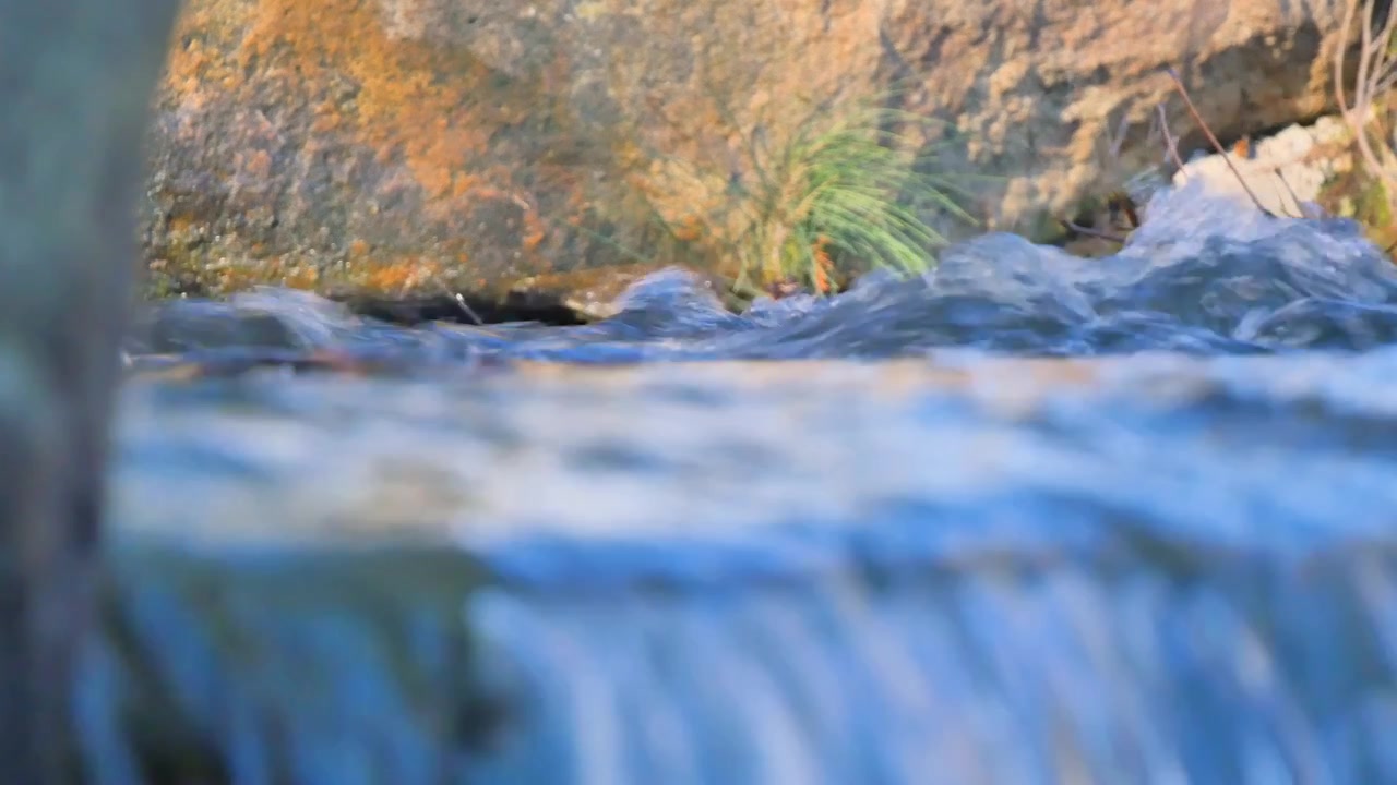 Acqua impetuosa del fiume in una foresta