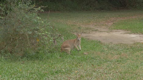 wallaby ágil curiosamente de pie junto al arbusto en el bosque en qld, australia