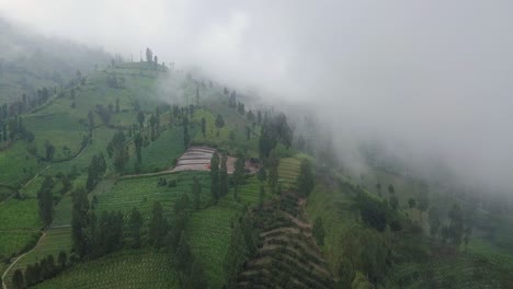 aerial view of tobacco plantation and tea field growing on hill during cloudy and foggy day