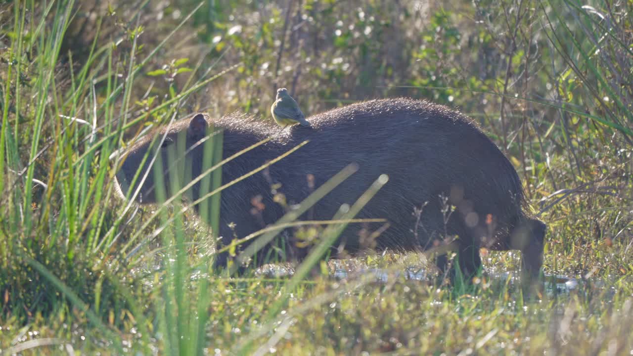 Capybara stands in long grass during overcast light, mostly hidden but fully alert, walking through wetlands with bird on back