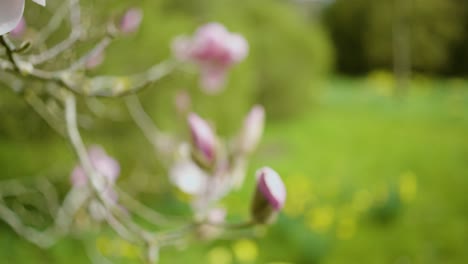 pink magnolia flowers in spring garden