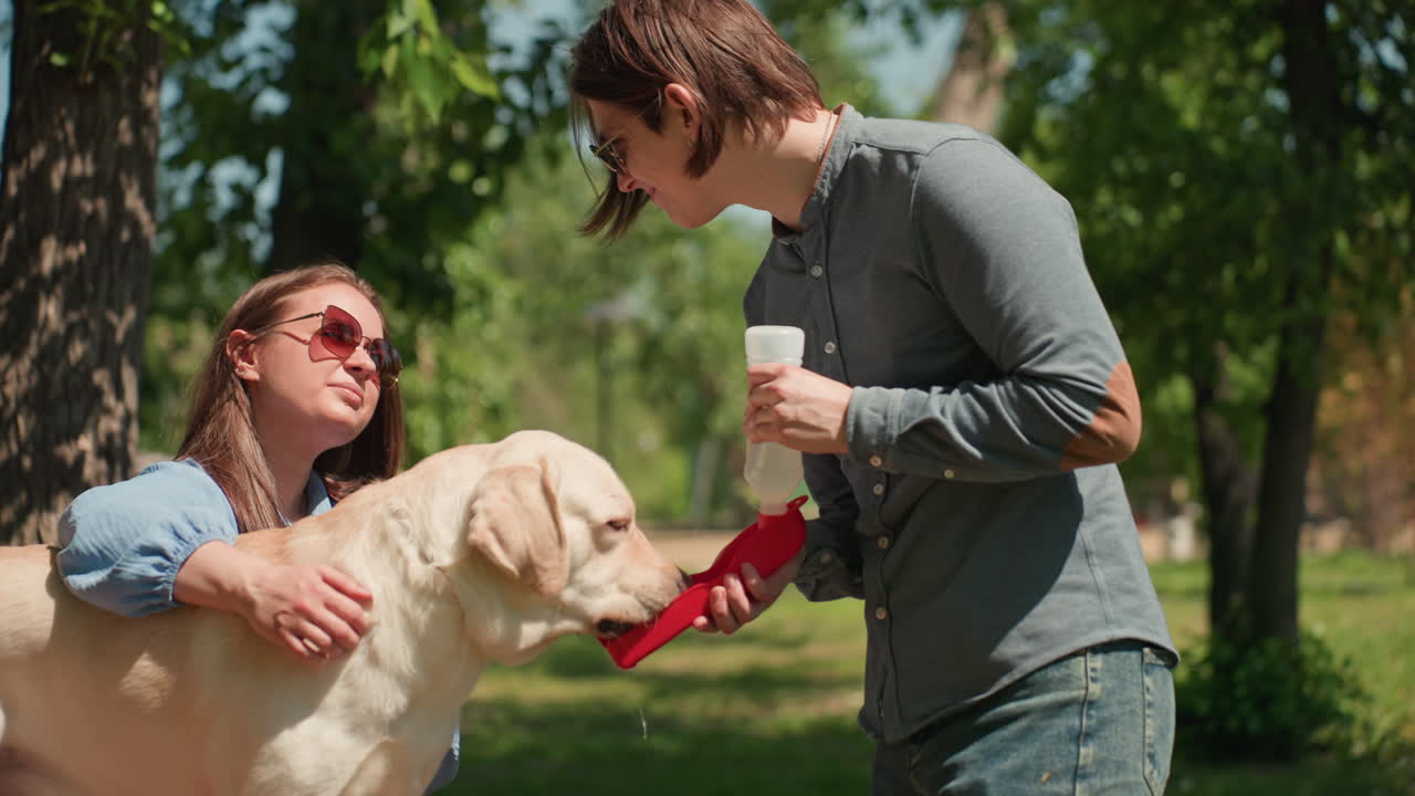 Доброта в жару: заботливые хозяева предлагают воду своей любимой собаке, проявляя заботу и привязанность, угощая жаждущего лабрадора водой и лакомствами