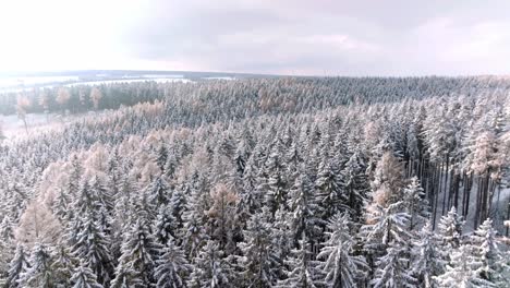 aerial drone forward moving shot flying over dense coniferous forest covered with white snow on a cold winter day