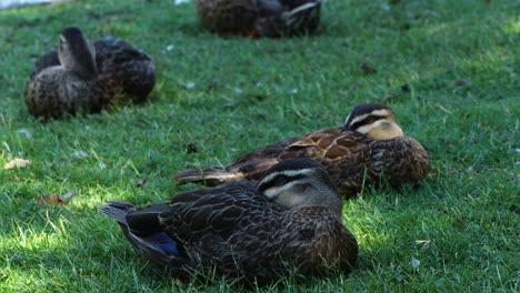 ducks laying down on grass close-up