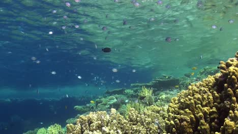 arrecife de coral poco profundo con peces de arrecife y corales duros en el mar rojo.