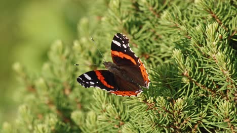 red admiral butterfly perching on spruce tree - close up