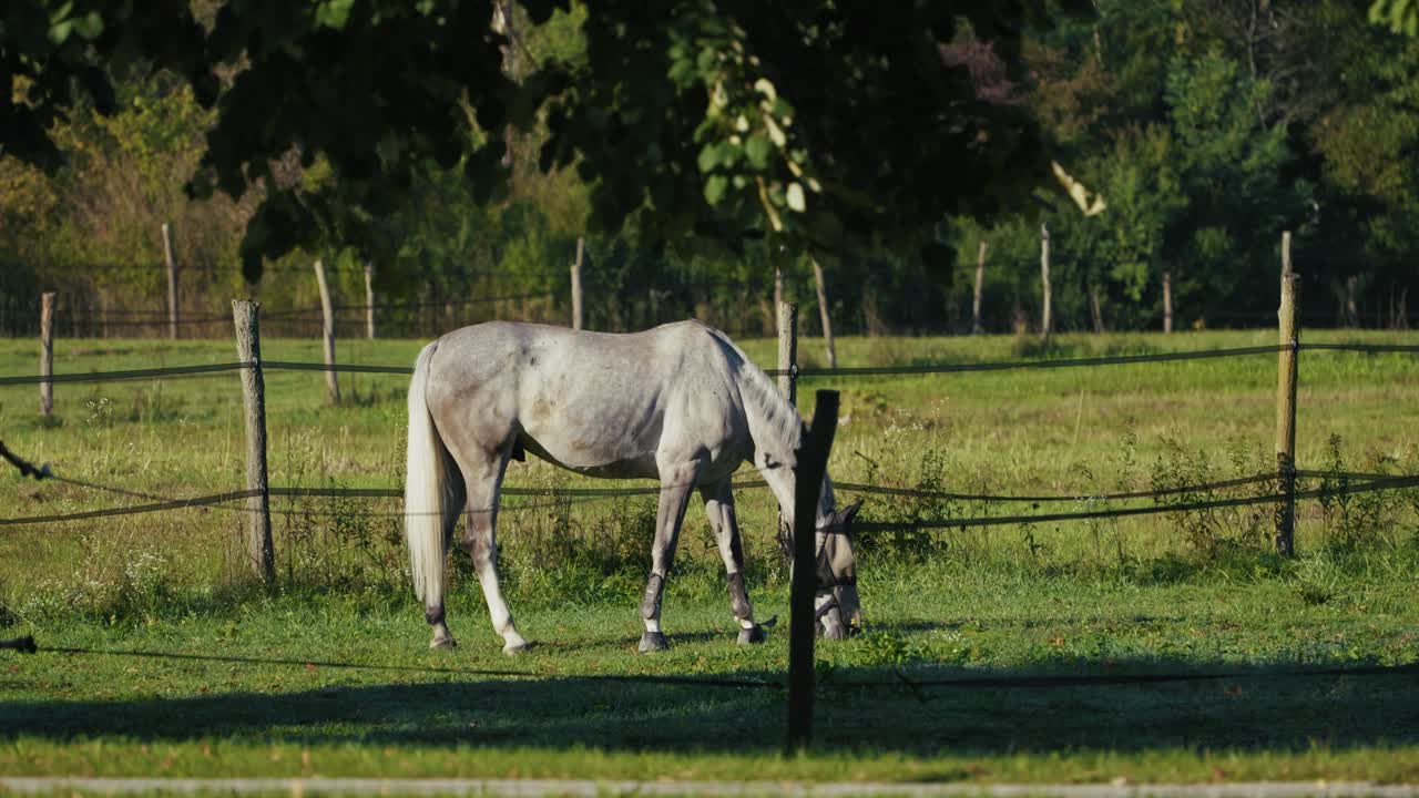 A light-colored horse grazes on green grass inside a fenced pasture with trees and vegetation in the background