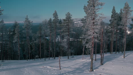 Stunning-cinematic-rising-aerial-shot-of-a-cold-forest-on-a-misty-mountain