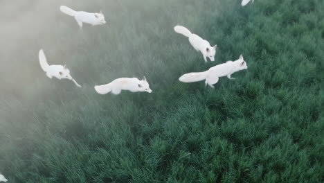 white foxes running in a field