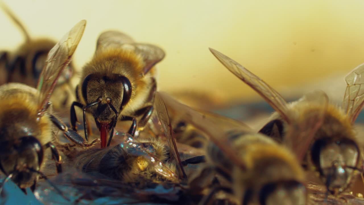 One dead bee is lying on a surface and other bees crawling on it outdoors. Slow motion of honey insects on a beehive. Macro shot of apiary