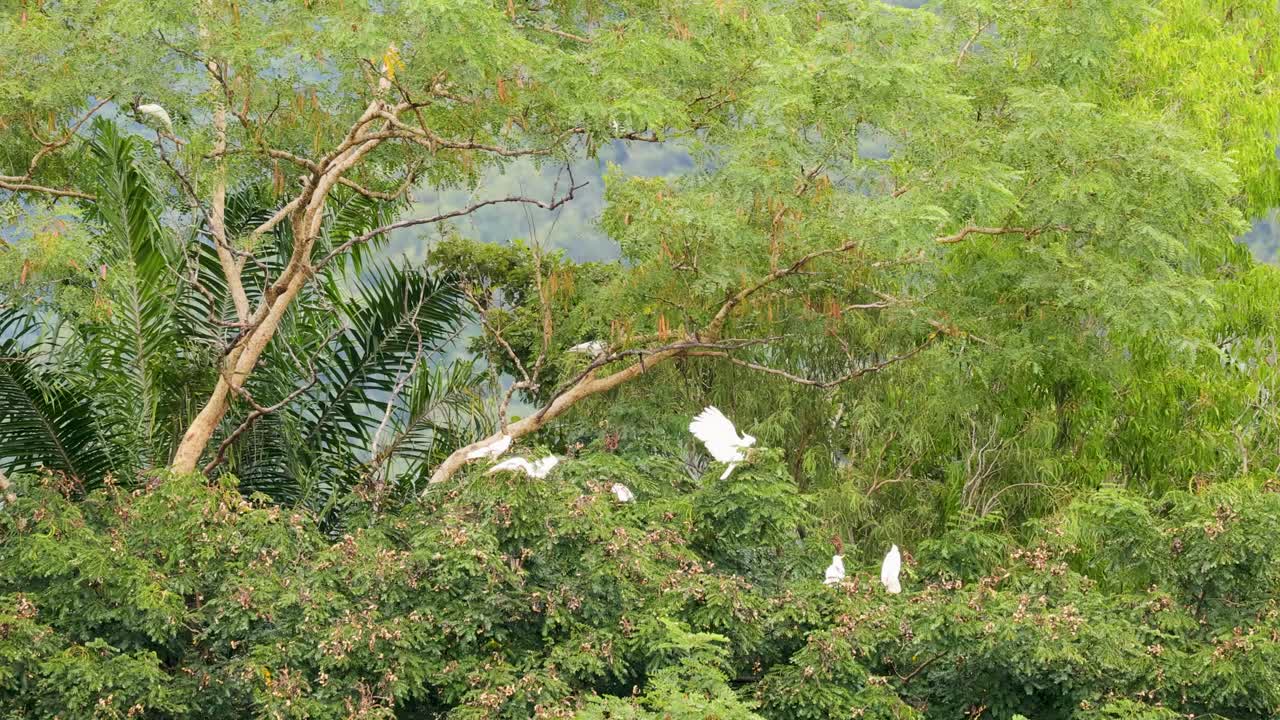 Sulfur-crested cockatoos flying through dense green foliage in a vibrant Australian forest, captured in natural daylight
