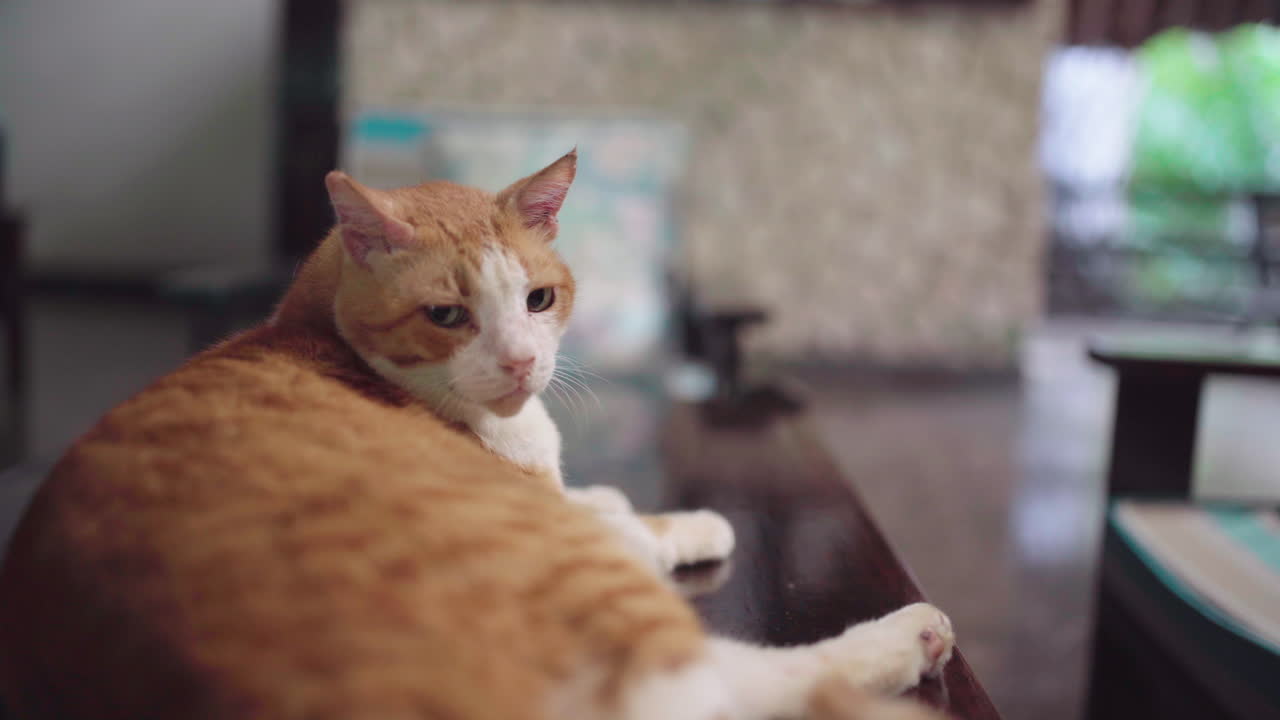 Very old male cat relaxing on hotel counter with red spotted fur. Fall colored - ginger tom cat of old age lying on hotel table in hotel Papillon Lagoon Reef at Diani Beach, Kenya, Africa.