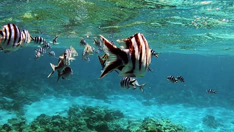 shoal of scissortail sergeants with other reef fishes feeding on the turquoise blue water by the ocean