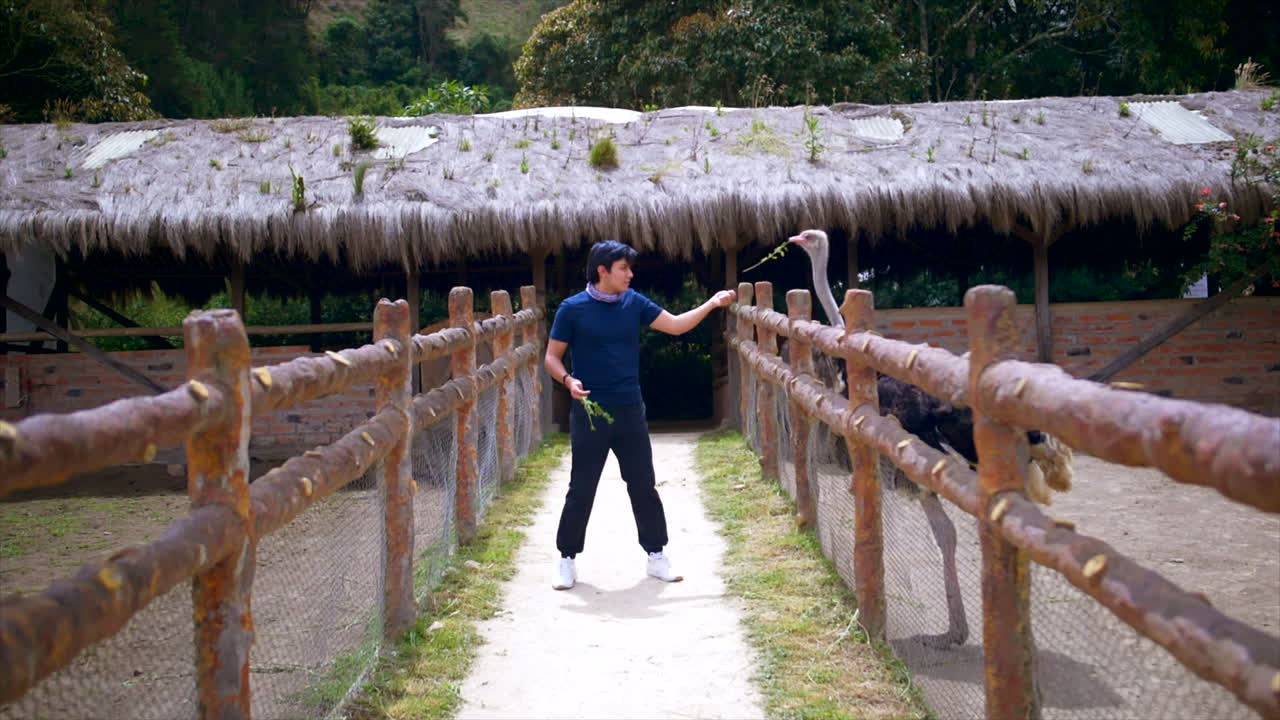 에콰도르의 농장에서 타조에게 먹이를 주는 청년의 핸드헬드 슬로모 푸시인