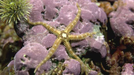 estrella quebradiza que se mueve lentamente en el fondo del mar en cámara lenta 60 fps en las frías aguas del océano atlántico