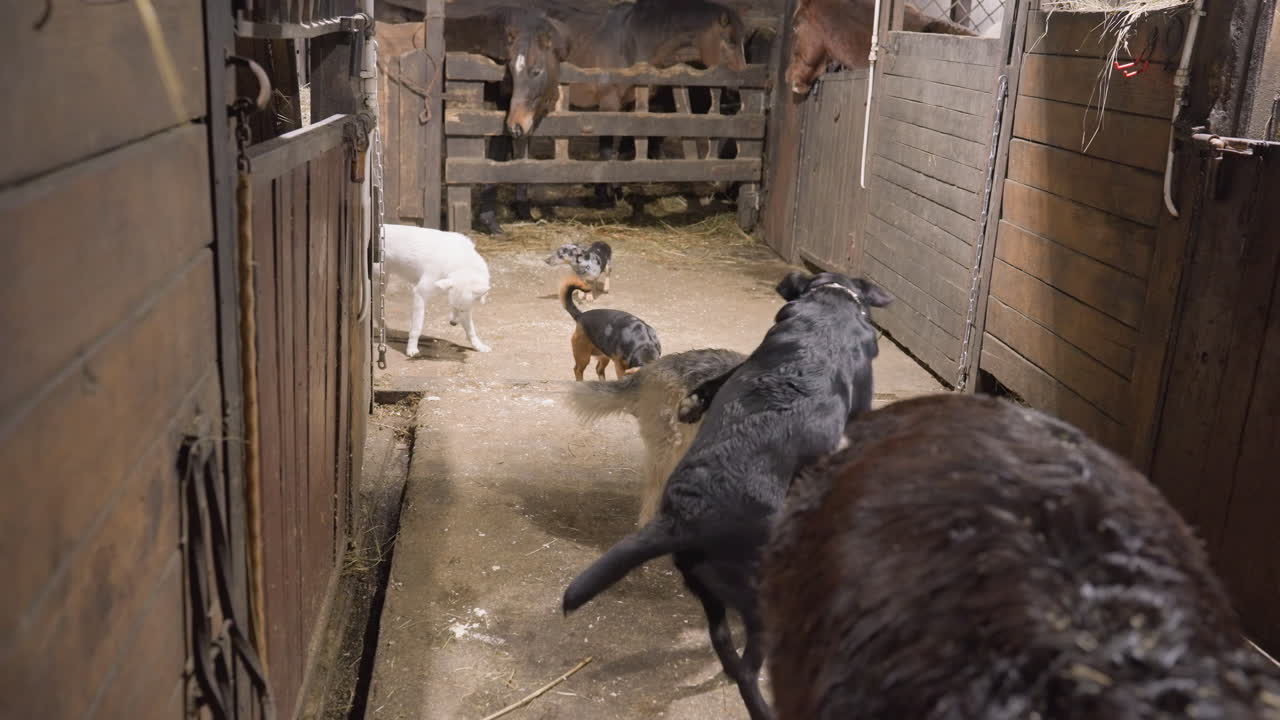 牧羊犬のタンデム訓練セッションが行われる納屋の通路。犬が羊やヤギを安定した通路に誘導するチームワーク教育が示されている。床には素朴な干し草が散らばり、注意深い動きと納屋の光。