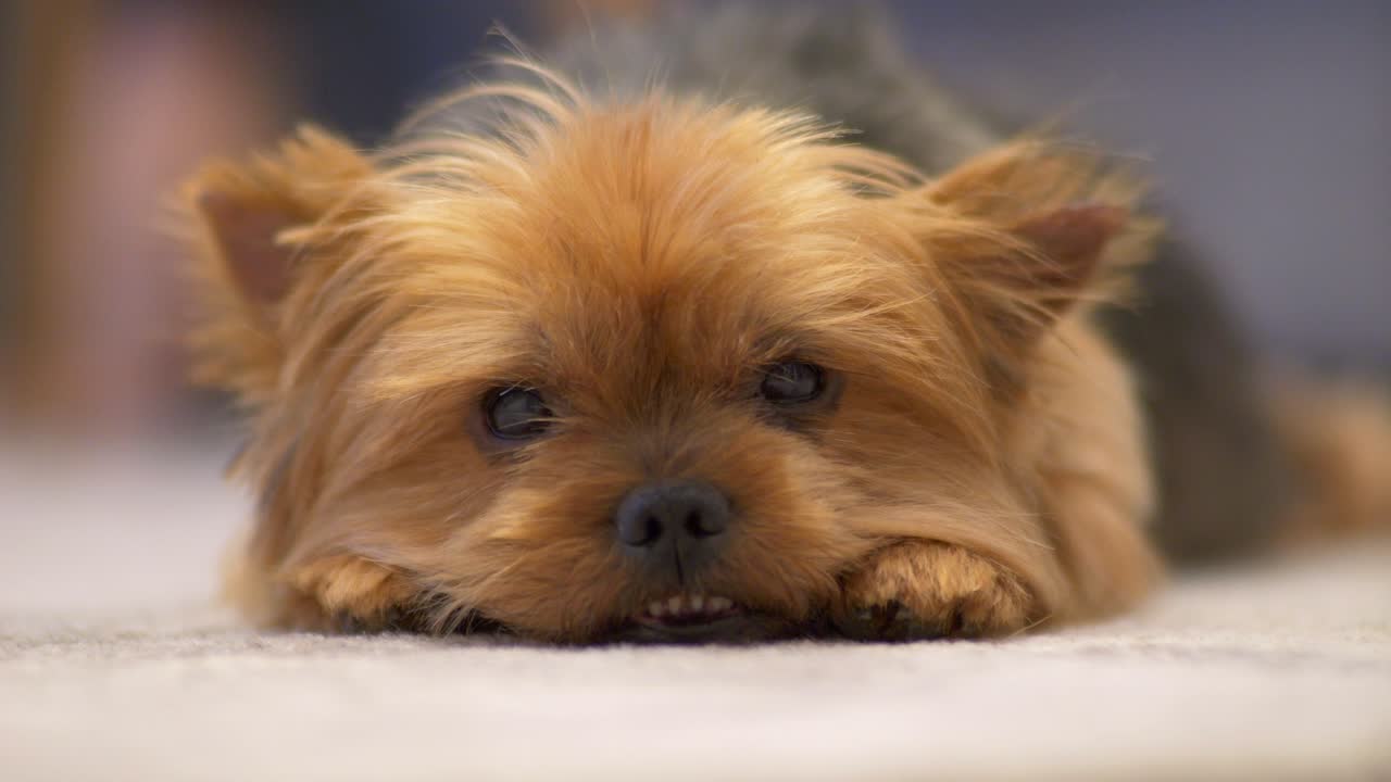 un dulce cachorro de pelo rojo mira hacia adelante y luego se da vuelta a su lado