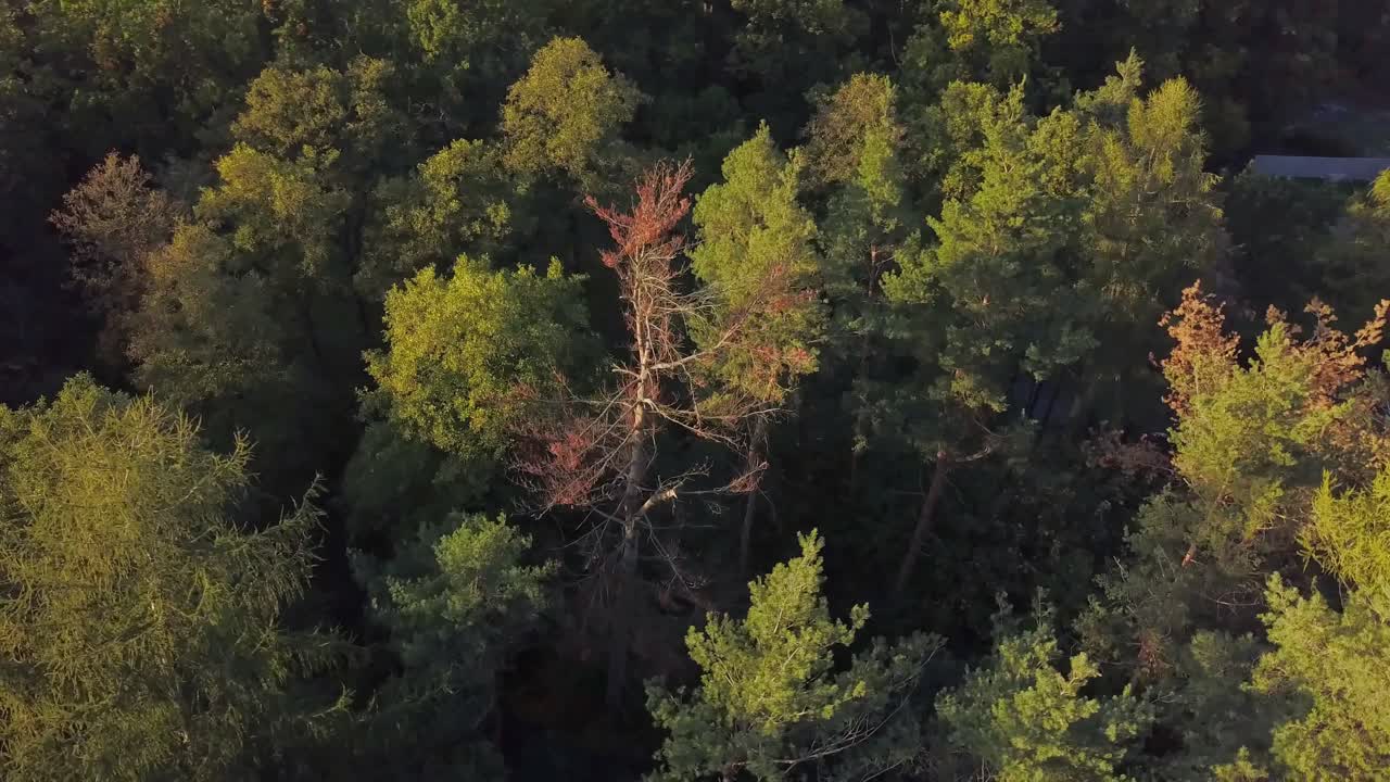 vista aérea de árboles coloridos durante un día soleado de otoño con un poco de neblina en el aire
