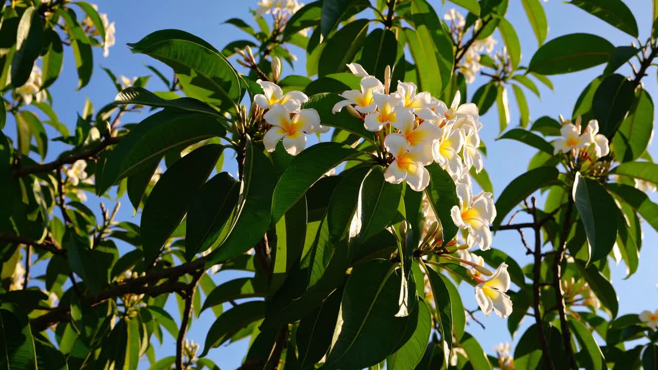 Close-up, low-angle view of vibrant white flowers against a clear blue sky, perfect