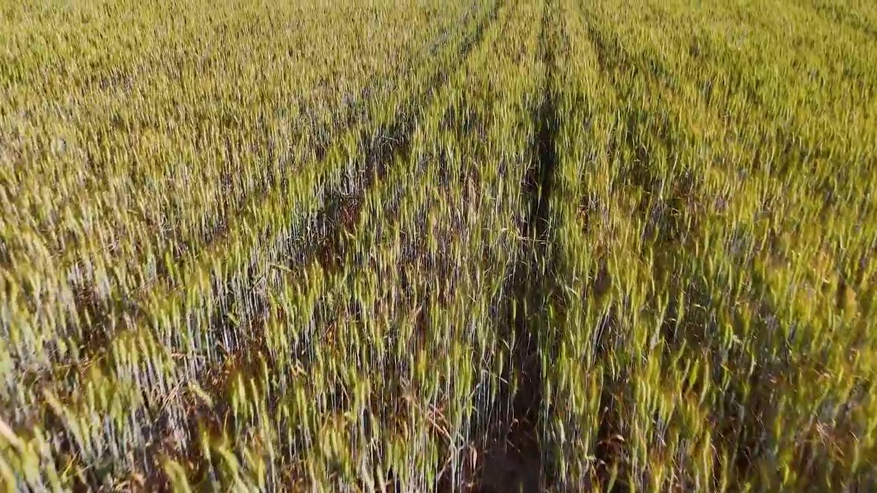 Droneflyvning i lav højde over modnende kornmarker under den gyldne time i landlige Italien